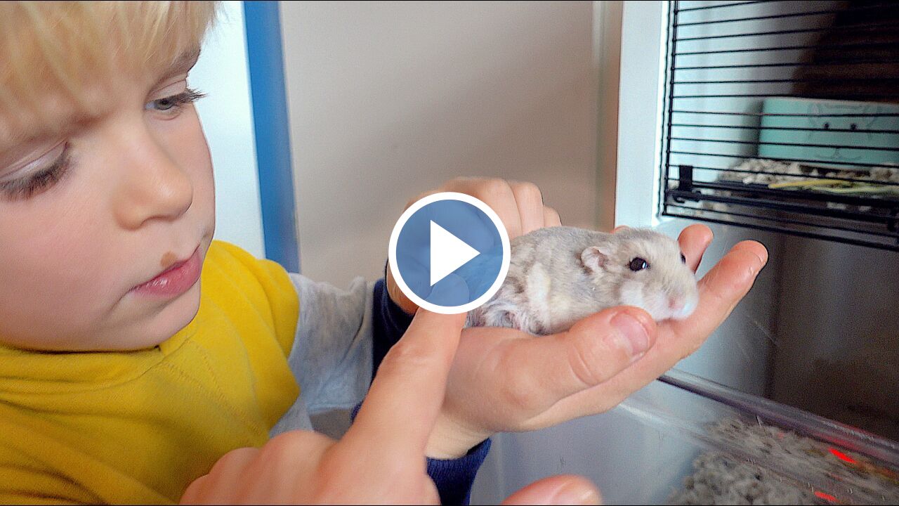 HAMSTER SAMMiE HEEFT KALE PLEKEN Bellinga Vlog 1902 Bellinga TV